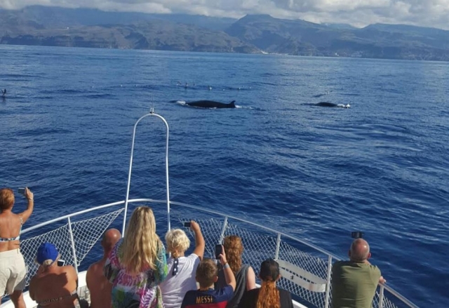 Pasajeros fotografiando los cetaceos